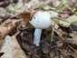 Fehér galóca (Amanita verna), Dél-Pest